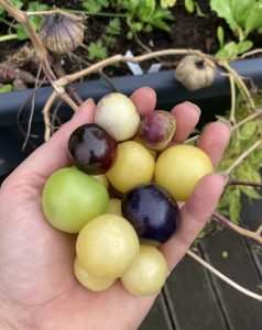 eine Hand voll Tomatillos