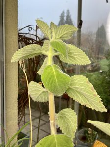 Zitronenblatt am Winterfenster