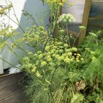 Fenchel Blüten im Container