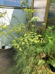 Fenchel Blüten im Container