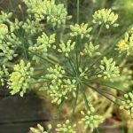 Dolde des Fenchel mit noch unreifen Samen