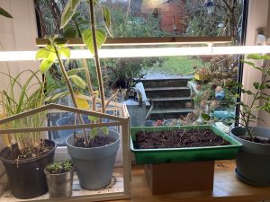 Pflanzen am Fenster unter Pflanzlicht.