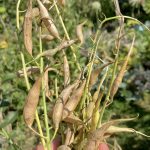 Frisch geerntete Samenkapseln Radieschen