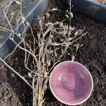 Aussaat der eigenen Radieschen Samen