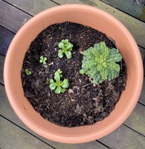 Pflanztopf Feldsalat Grünkohl