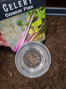 Start Aussaat Stangensellerie.