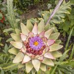 öffnende Artischocken Blüte