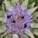 Insekten Stau in Artischocken Blüte