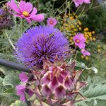 Cardy Knospe und Blüte