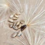 Artischocken Samen mit Flug