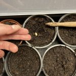 Aussaat Artischocken Samen