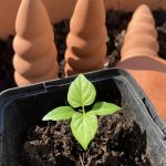 pikierte Chili Setzling