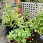 Balkon Garten Kübel