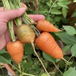 Karotten Ernte im Balkongarten