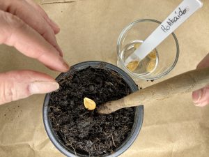 Nach einem 24 h Wasserbad kommen die Samen in ein Pflanztöpfchen