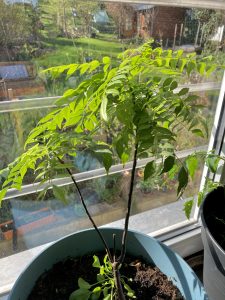 Voll schmackhafter Blätter: Curry Leaf oder Curryblatt