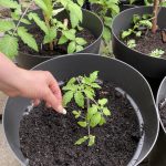 Hier kommt die Stangenbohne Goldmarie mit dazu