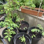 Je eine Tomaten Pflanze mit Beiwerk im Kübel