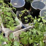 Pflanzen Stau auf dem Balkon