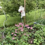 Erdbeerfeld mit Tomaten und Akelei