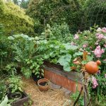 Gemüse Hochbeet im Juni