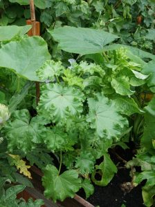 Gemüsemalve im Hochbeet