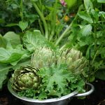 Frisch geerntete Gemüsemalve und Artischocken