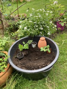 Start in die Saison: Reife Pflanzerde, Olla und Setzlinge für den Kübel 