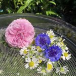 Die frisch gepflückten Blüten.