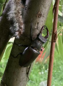 Besuch eines Hirschkäfers am Abend in der Weide