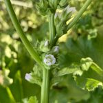 Die zarten Blüten der Gemüsemalven