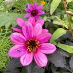 Dahlie "Blue Bayou ".