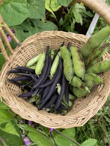 Frisch geerntete Bohnen und Erbsen für das Minestrone Rezept