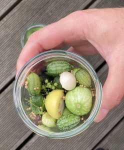 Gurken Ernte im Glas mit Knoblauch, Chili und Korianderkörner