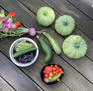 Ernte mit ganz viel Zucchini