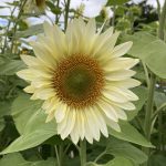 Die weiße Sonnenblume.