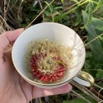 Schnell in die Teetasse zum Trocknen - die feinen Samen der Trockenblume.