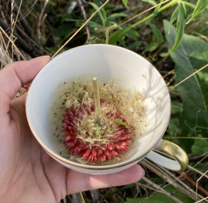 Schnell in die Teetasse zum Trocknen - die feinen Samen der Trockenblume.