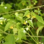 Auch im September kommen noch neue Tomatilloblüten