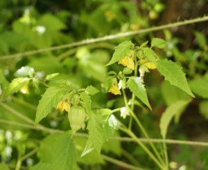 Auch im September kommen noch neue Tomatilloblüten