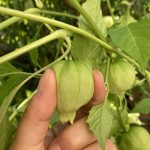 Beim vorsichtigen Druck auf die Hülle merkt man, das dauert noch.