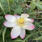 Eine Lotusblüte am Bambuspfad.