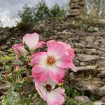 Im Platnersberg ist man umgeben vom Rosenduft Tausender Rosen