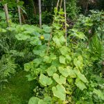 Die Gartenecke ist zugewuchert von Gurken und Kürbis,