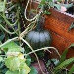 Egal ob Kürbis oder Zucchini: Es wächst super hier im Hochbeet.