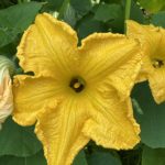 Eine von Insekten stark bescuchte Kürbisblüte.