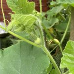 Eine weibliche Kürbisblüte an der Ranke.