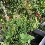 Die krautige Pflanze im Hochbeet.