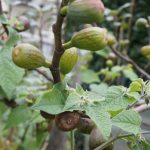 Klein, unreif und gammelig: Die Feigen in 2021.