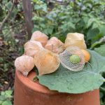 Magere Ernte bei den Andenbeeren.